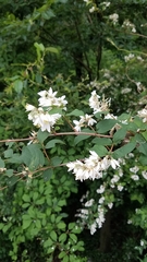 Deutzia crenata