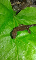 Pseudogonatodes