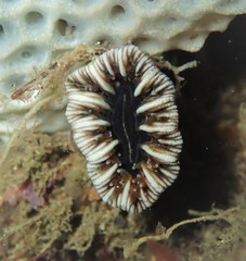 Balanophyllia