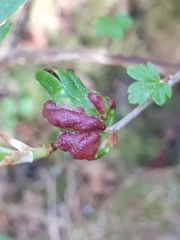 Cryptomyzus korschelti