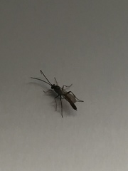 Hymenoptera