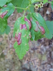 Cryptomyzus korschelti