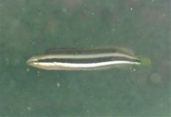 Aspidontus dussumieri