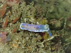 Goniobranchus thompsoni