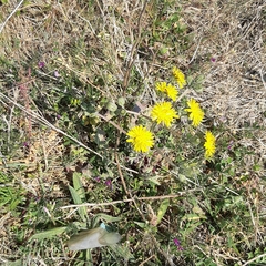 Crepis vesicaria