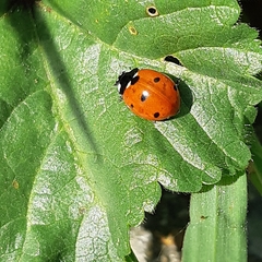 Coccinella septempunctata