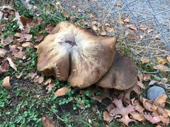 Phlebopus portentosus