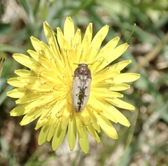Acmaeodera pilosellae