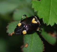 Deraeocoris sanghonami