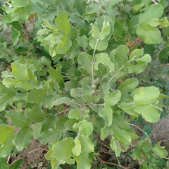 Guiera senegalensis