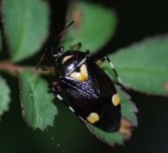 Deraeocoris sanghonami