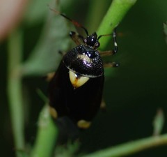 Deraeocoris sanghonami