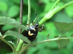 Deraeocoris sanghonami