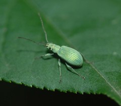 Eumyllocerus malignus