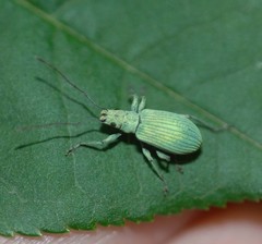 Eumyllocerus malignus