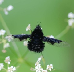 Bombylella koreanus