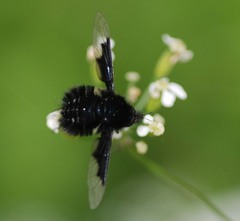 Bombylella koreanus