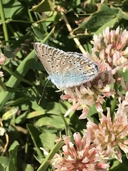 Polyommatus icarus