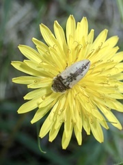 Acmaeodera pilosellae