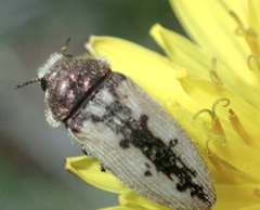 Acmaeodera pilosellae