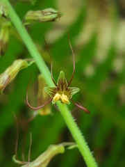 Tolmiea diplomenziesii