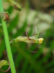 Tolmiea diplomenziesii