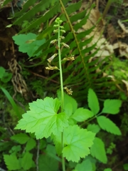 Tolmiea diplomenziesii