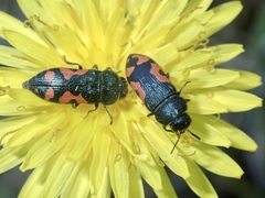 Acmaeodera ottomana