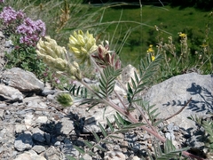 Oxytropis pilosa