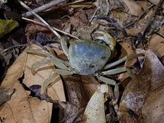 Geothelphusa albogilva