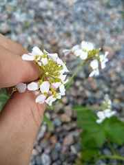 Arabidopsis arenosa