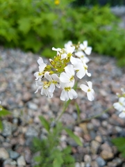 Arabidopsis arenosa