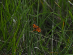 Melitaea phoebe