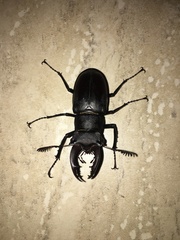 Lucanus cervus laticornis