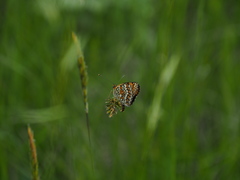 Melitaea phoebe