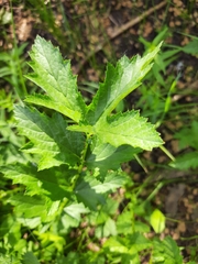 Filipendula stepposa