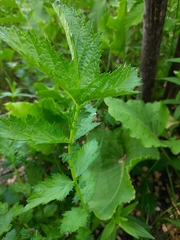 Filipendula stepposa