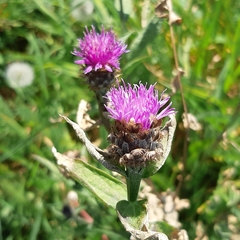 Centaurea jacea