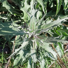 Centaurea jacea
