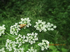 Nemophora degeerella