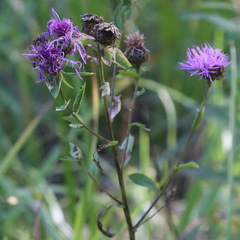 Centaurea phrygia