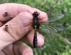 Leucorrhinia caudalis