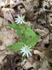 Stellaria corei