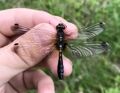 Leucorrhinia caudalis