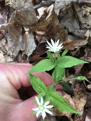 Stellaria corei