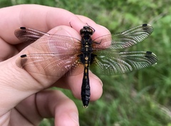 Leucorrhinia caudalis