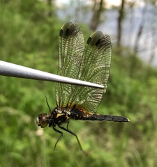 Leucorrhinia caudalis