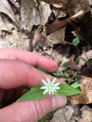 Stellaria corei