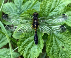 Leucorrhinia caudalis