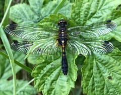 Leucorrhinia caudalis